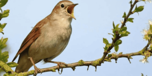 Giải Mã Giấc Mơ Thấy Chim Sẻ: Điềm Lành Hay Dữ & Con Số May Mắn