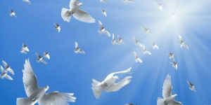 Luận Giải Chiêm Bao Mơ Thấy Chim Bồ Câu: Điềm Báo Hung Cát Và Con Số Tài Lộc