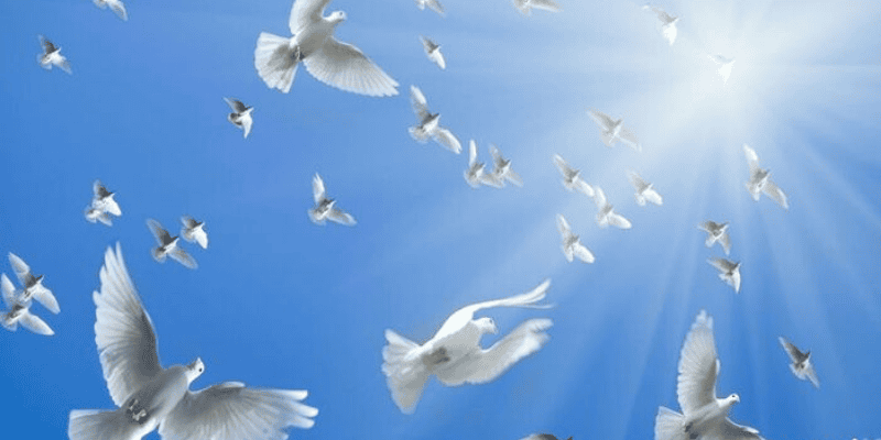 Luận Giải Chiêm Bao Mơ Thấy Chim Bồ Câu: Điềm Báo Hung Cát Và Con Số Tài Lộc