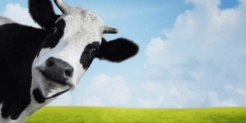 Chọn con số may mắn khi mơ thấy bò sữa