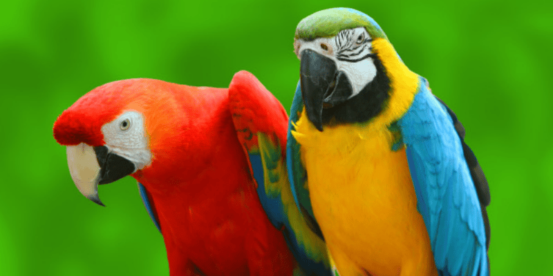 Giải nghĩa điềm báo giấc mơ thấy vẹt