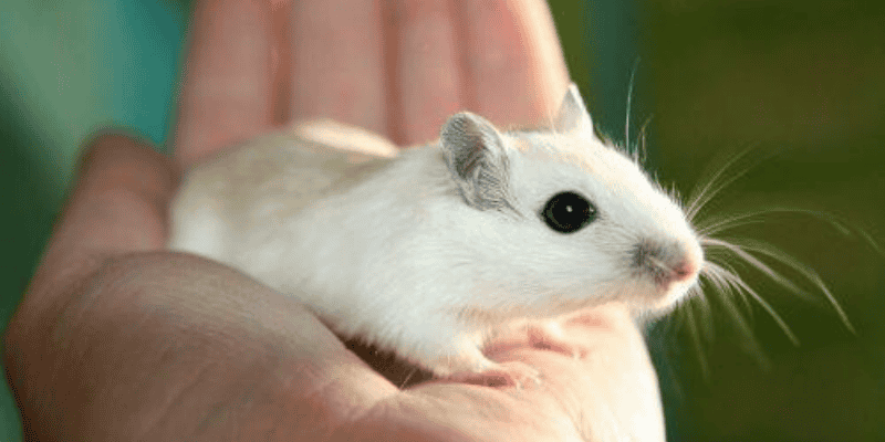 Khám phá ý nghĩa cụ thể của từng giấc mơ