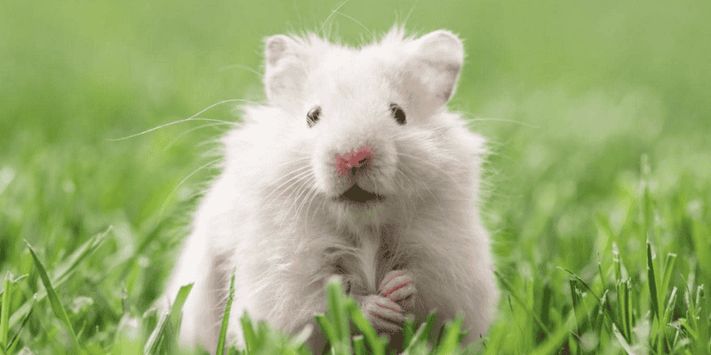 Lý giải điềm báo tốt xấu khi mơ thấy chuột