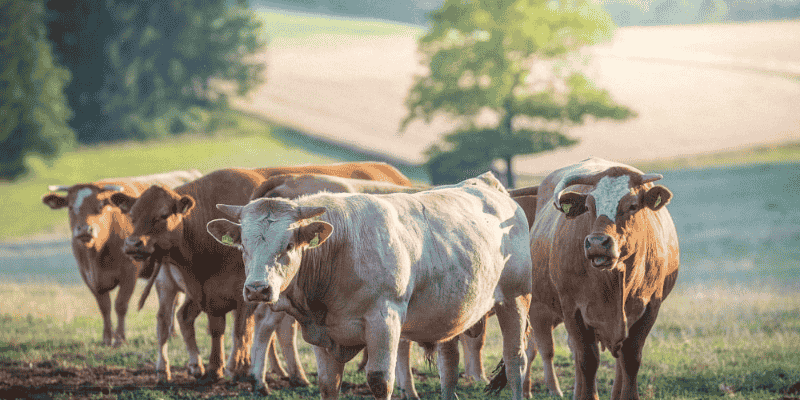 Dự đoán điềm báo qua hình ảnh trong chiêm bao