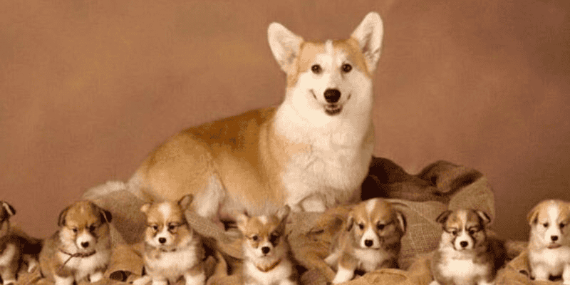 Luận giải các con số tài lộc đi kèm hình ảnh chó trong mơ