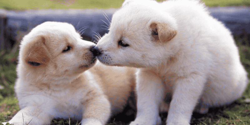 Khám phá giấc mơ thấy chó đa góc độ