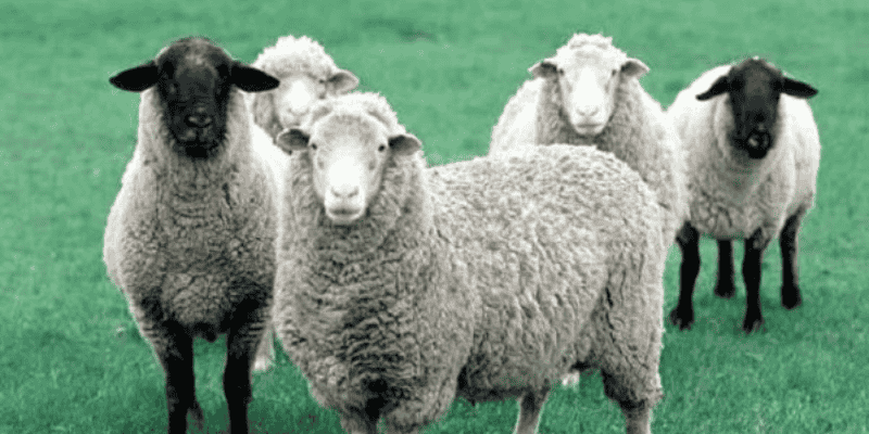 Khám phá điềm báo trong giấc mơ thấy cừu