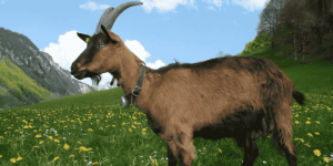 Tiết Lộ Điềm Báo Mơ Thấy Dê: Phúc Lộc Hay Tai Họa & Con Số Đổi Đời