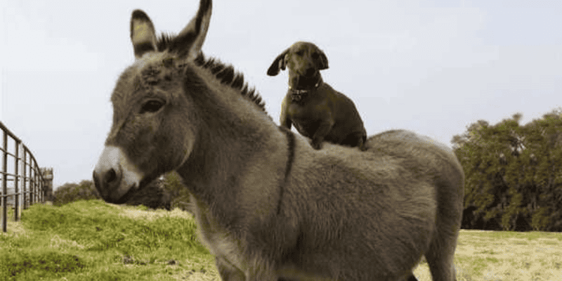 Ý nghĩa tổng quan của giấc mơ thấy lừa