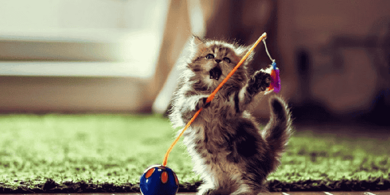 Ý nghĩa hình ảnh mèo trong từng bối cảnh