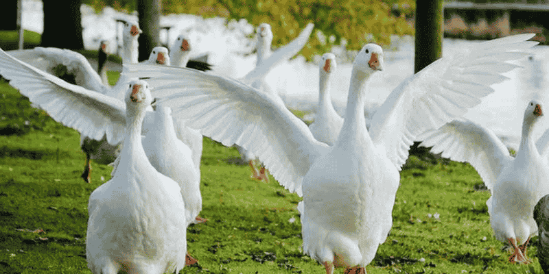 Luận Giải Chi Tiết Giấc Mơ Thấy Ngỗng: Điềm Báo Tốt Xấu Từ Loài Gia Cầm & Con Số Đổi Vận