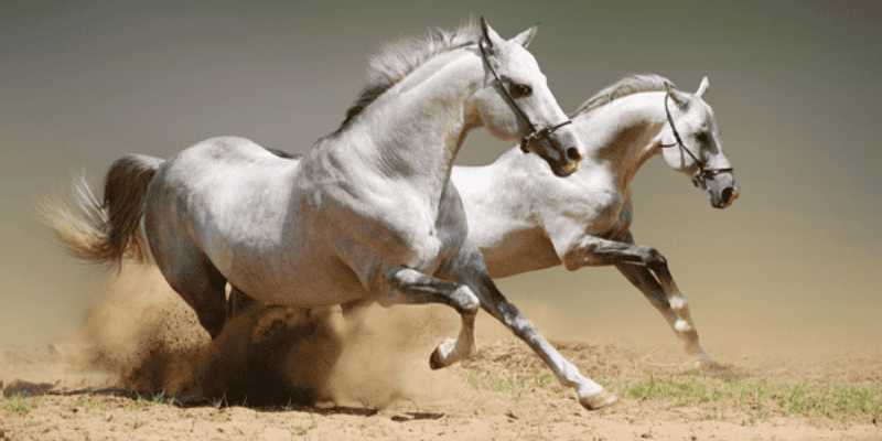 Giải Mã Toàn Tập Giấc Mơ Thấy Ngựa: Báo Hiệu Vận May Hay Điềm Rủi?