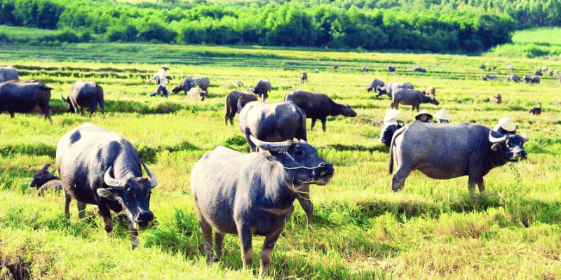 Ý nghĩa khi nằm mơ thấy trâu theo từng trường hợp