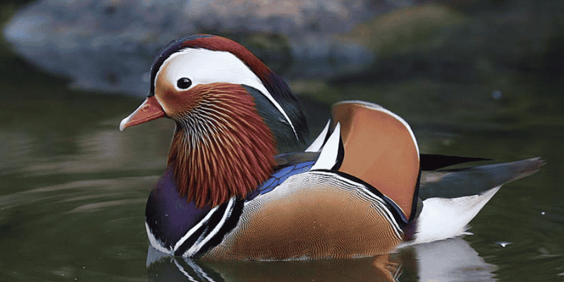 Biểu tượng tượng trưng của vịt trong phong thuỷ