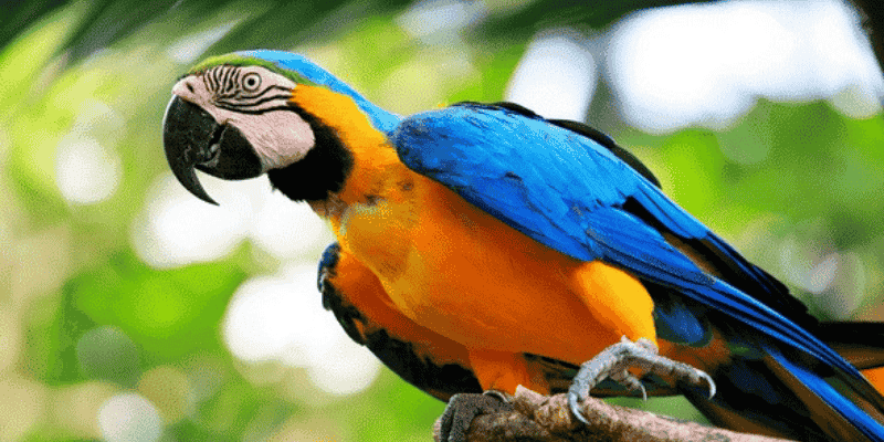 Phân tích chi tiết đa góc nhìn về hình ảnh vẹt trong mơ