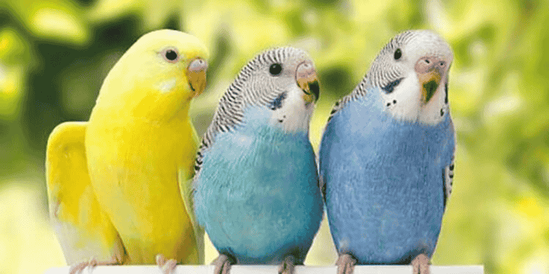 Tìm hiểu cụ thể điềm báo cho những tình huống trong mơ thường gặp