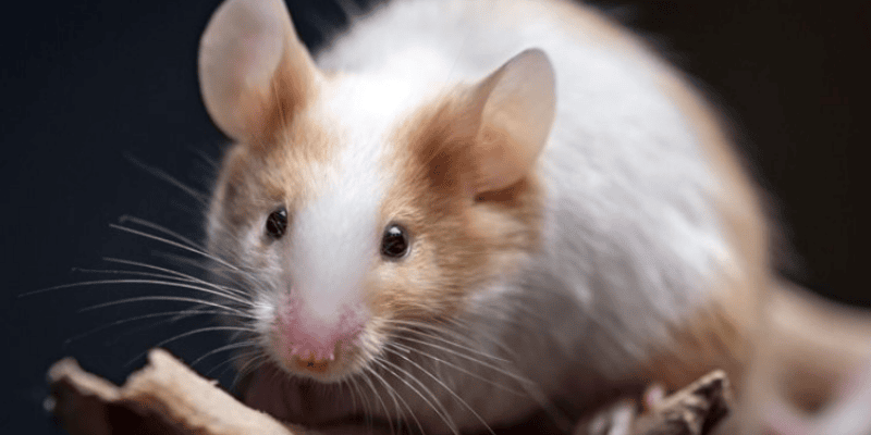 Ý nghĩa biểu tượng của hình ảnh chuột trong mơ