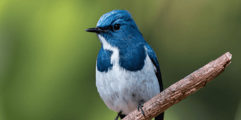 Ý nghĩa cụ thể trong từng giấc mơ thấy chim sẻ