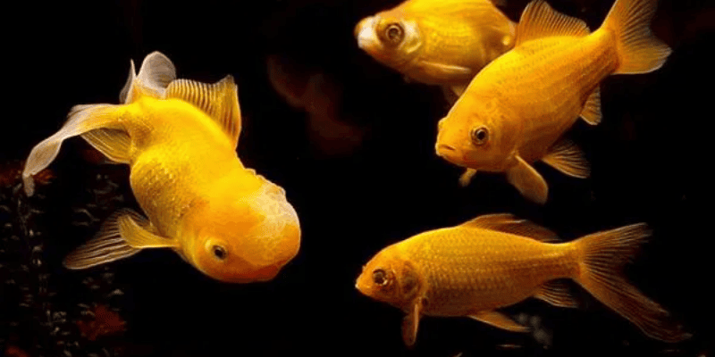 Ý nghĩa từng bối cảnh trong giấc mơ thấy cá vàng